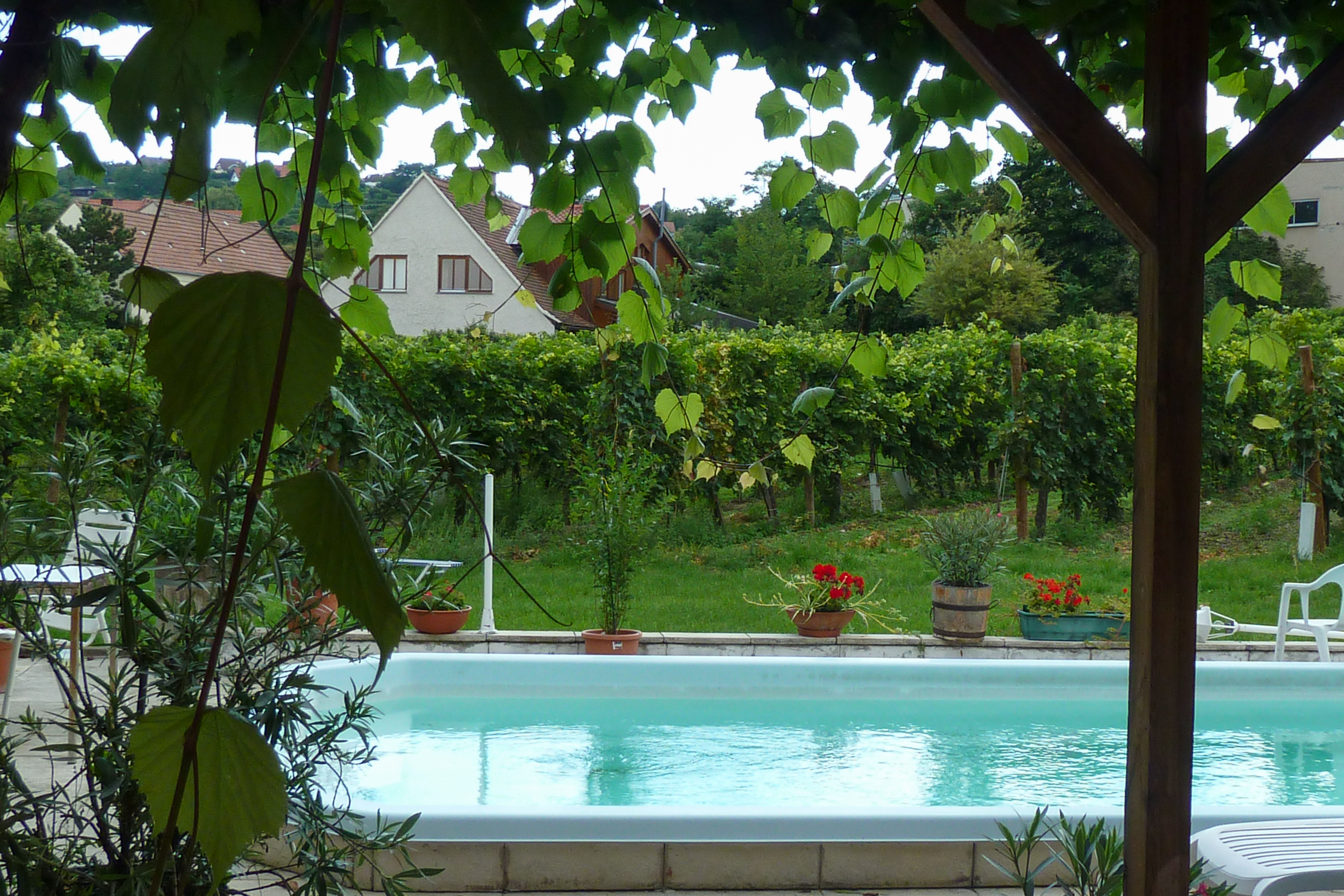 Pool und Weingärten – Blick aus der Frühstückspergola in Krems